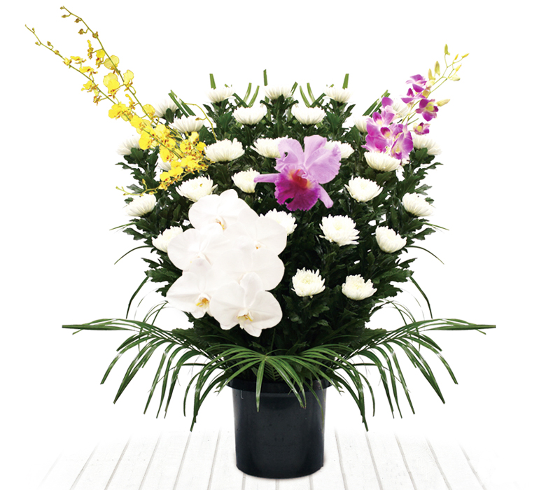 菊供花